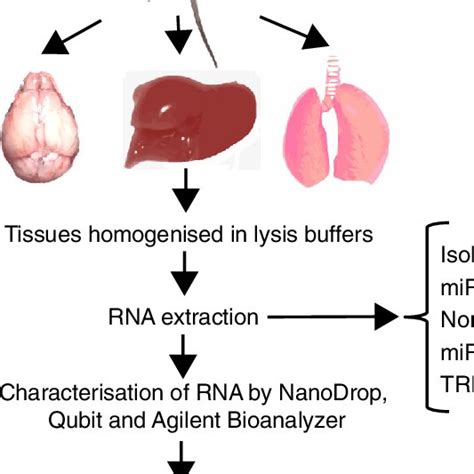 total rna purification|Total RNA extraction from tissues for microRNA and target gene .